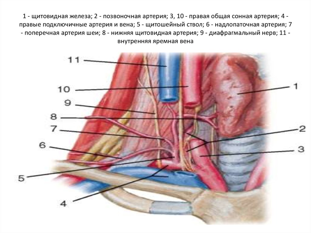 Подключичная вена