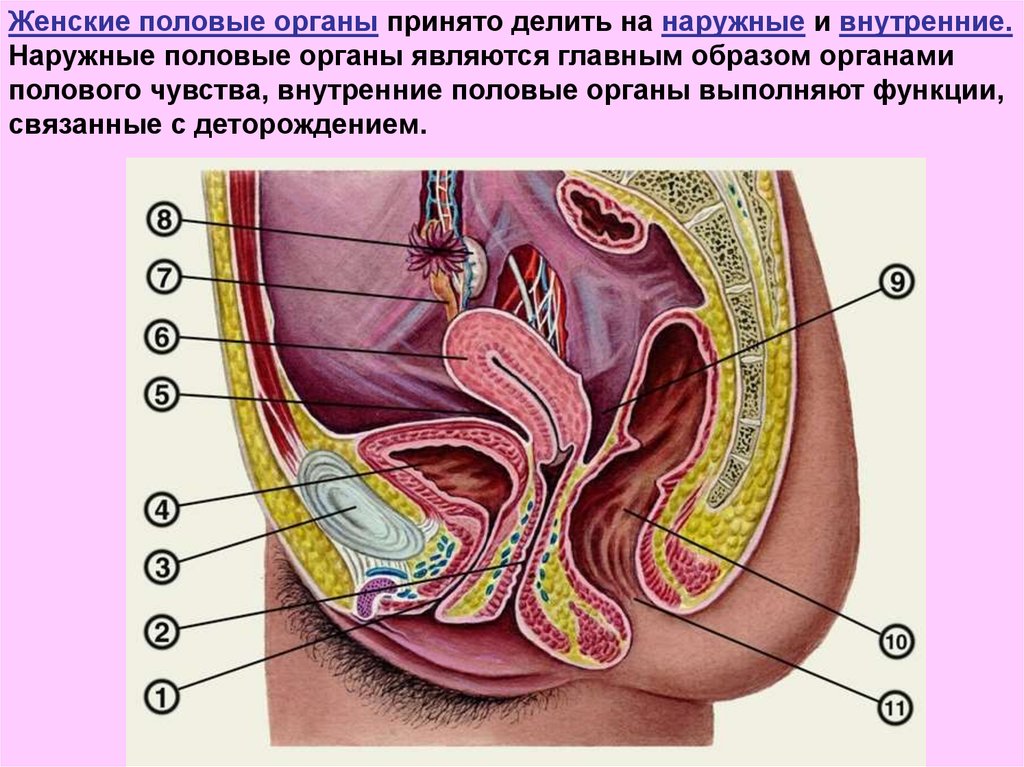 Анатомическое строение женских половых органов