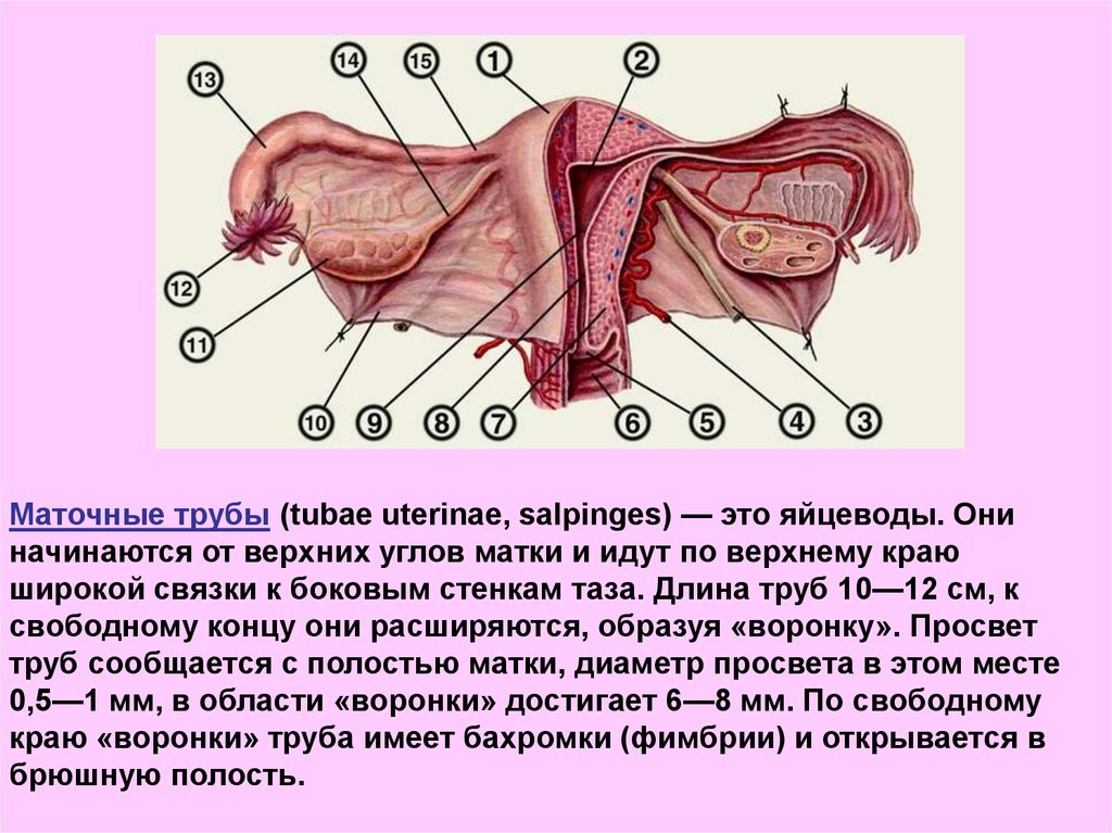 Женская вагина внутри фото