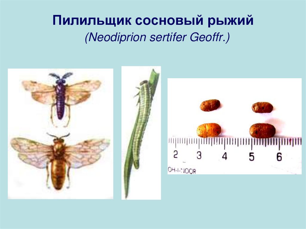 Строение пилильщика