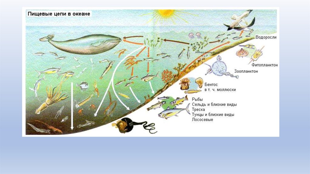 Трофическая структура водоема. Пищевая цепочка в морских экосистемах. Схема трофической структуры водоема. Пищевая сеть экосистемы море. Цепи питания водного биоценоза.