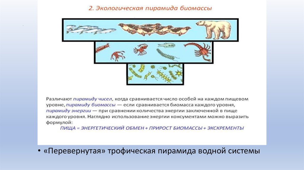 Трофический уровень мухи. Ихтиология это наука о. Задачи по ихтиологии. Вопросы на тему ихтиология. Трофическая классификация рыб..