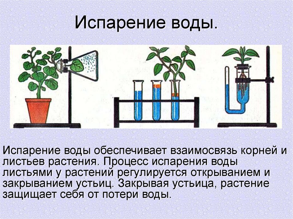 Экспериментатор изучал влияние условий выращивания. Опыт доказывающий испарение воды листьями. Испарение воды листьями транспирация. Схема транспирации растений. Транспирация – процесс испарения воды листьями..