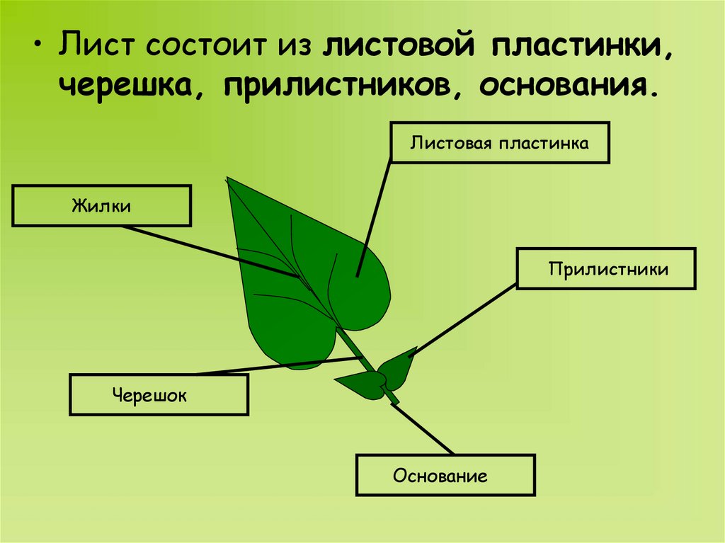 Из чего состоит лист