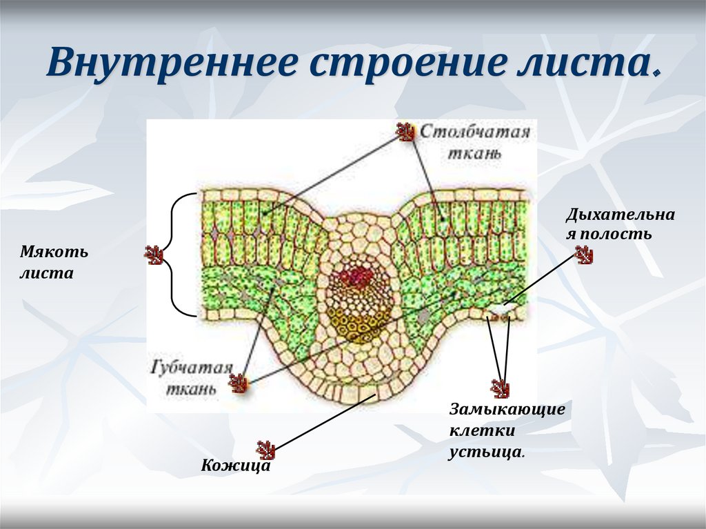 Ткани листа картинка