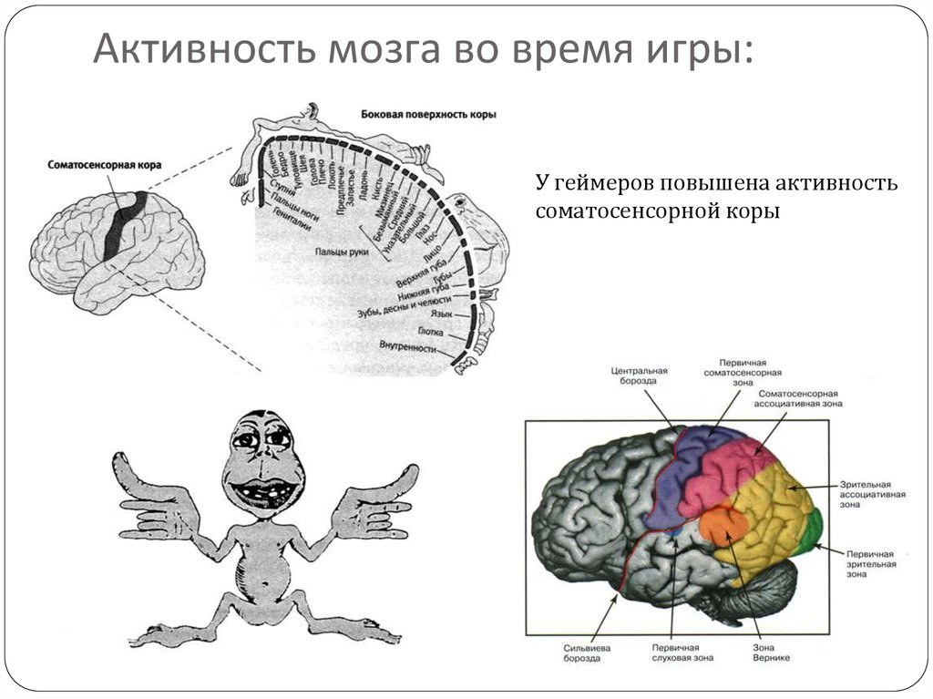 Корковая активность мозга. Деятельность головного мозга. Активность мозга. Схема деятельности мозга. Повышенная деятельность головного мозга.