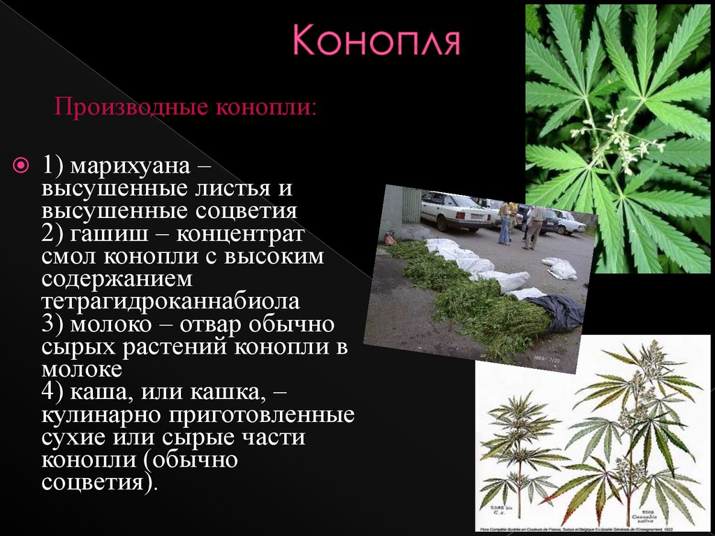 определение марихуаны