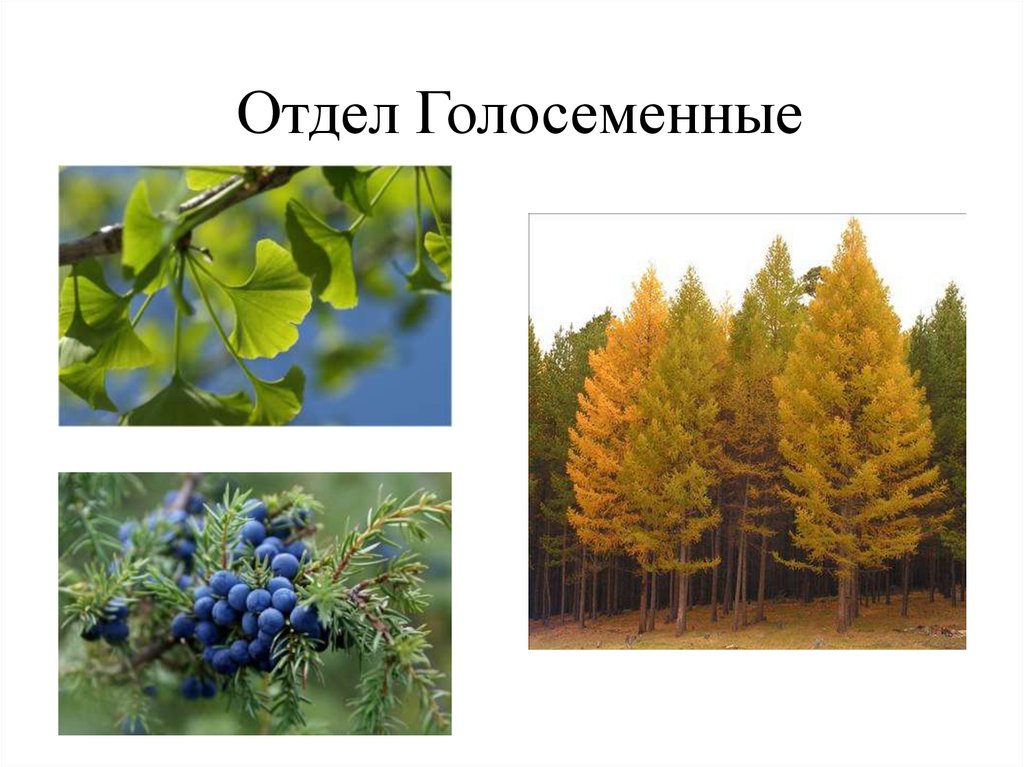 Голосеменные и покрытосеменные. Отдел Голосеменные и Покрытосеменные. Вяз малый покрытосеменной или голосеменной. Покрытосеменные хвойные растения. Отдел Голосеменные представители.