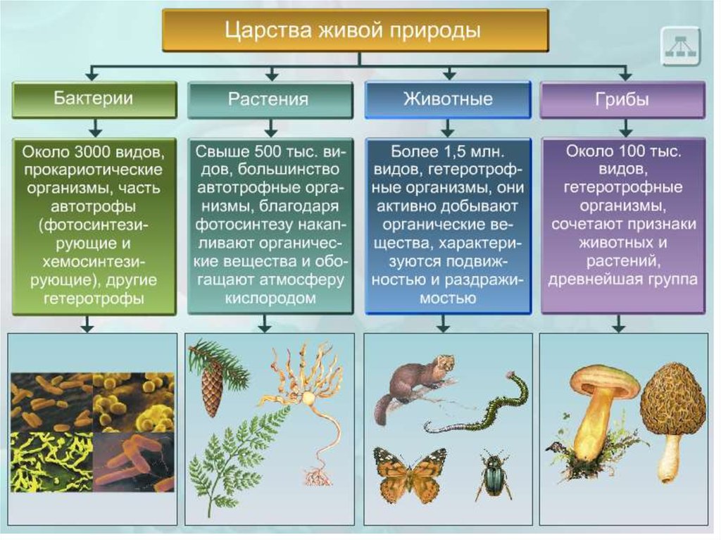 Царства живой природы характерные признаки царств. Царства живой природы 5 класс биология. Представители царства живой природы 2 класс.