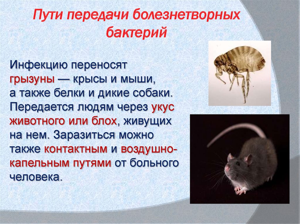Роль грызунов в жизни человека. Пути передачи болезнетворных бактерий. Способы передачи болезнетворных бактерий. Мыши переносчики каких болезней. Презентация на тему болезнетворные бактерии.