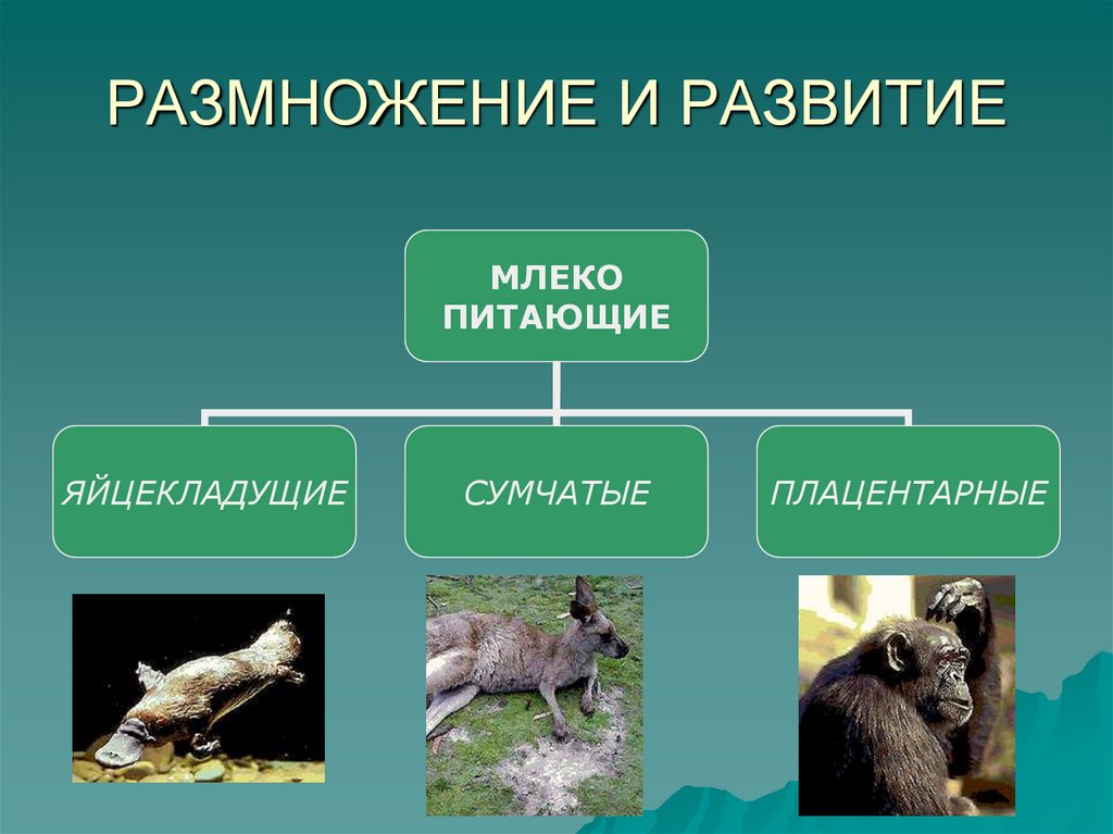 Годовой цикл в жизни млекопитающих