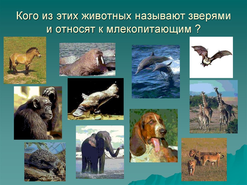Три примера животных млекопитающих. Млекопитающие животные. Млекопитающие примеры. Животные относящиеся к классу млекопитающие. Наземные звери.