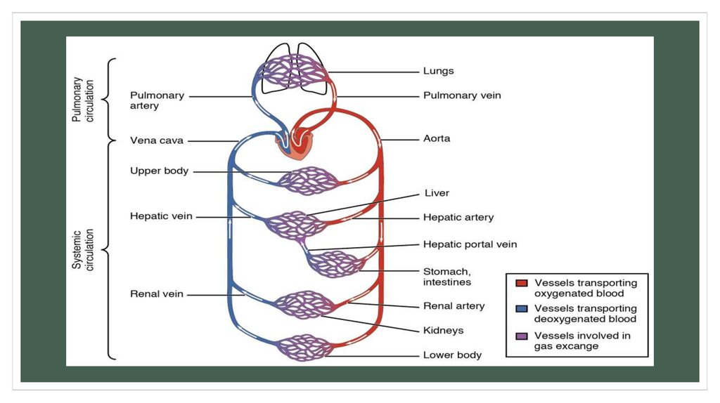 Circulatory system types - презентация онлайн