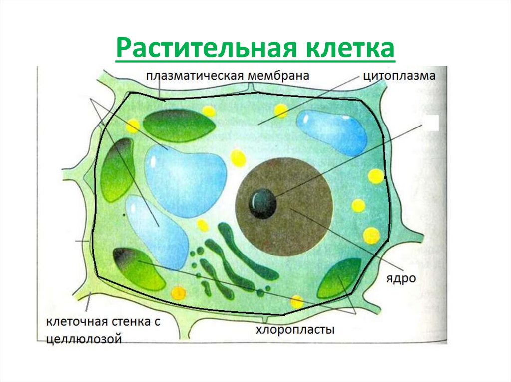 Центральная клетка функции. Строение мембраны растительной клетки. Строение оболочки растительной клетки рисунок. Строение клеточной мембраны растительной клетки. Мембрана растительной клетки рисунок.