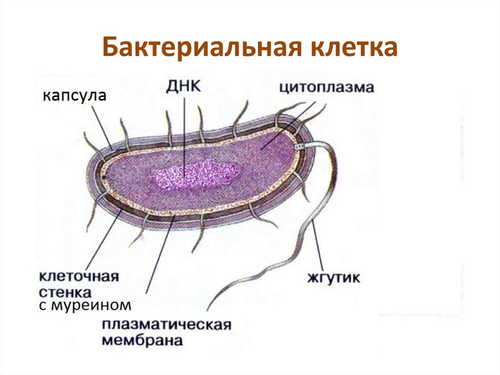 Бактерии прокариоты признаки. Строение прокариотической клетки бактерии. Строение прокариотической бактериальной клетки. Строение бактериальной клетки прокариот. Прокареотическаяклетка клетка бактерий.