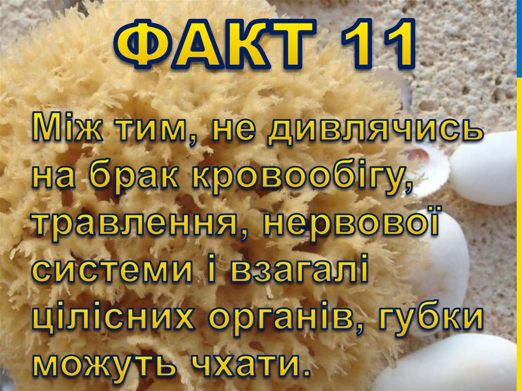 Факт 11
