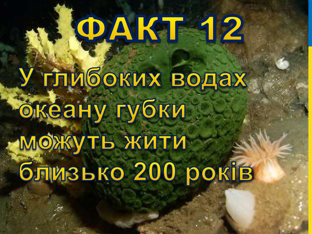 Факт 12
