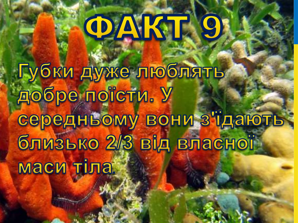 Факт 9