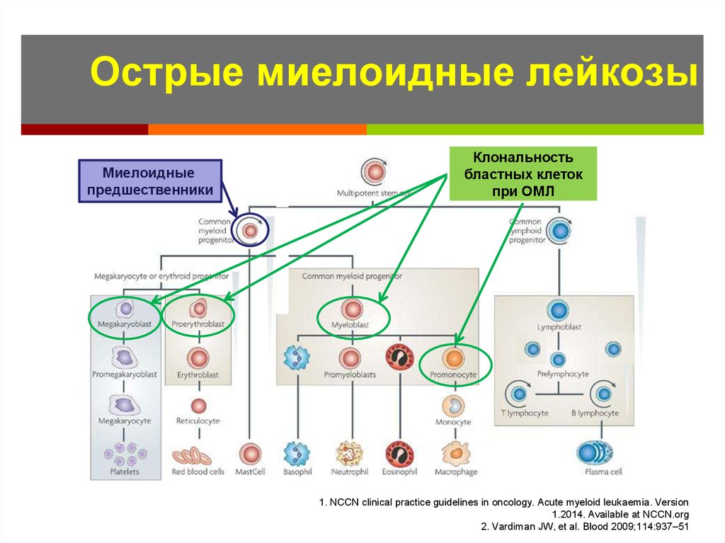 Патогенез хронического лимфолейкоза схема