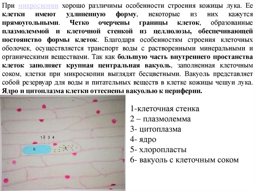 Наборы микропрепаратов LEVENHUK Для ботаники