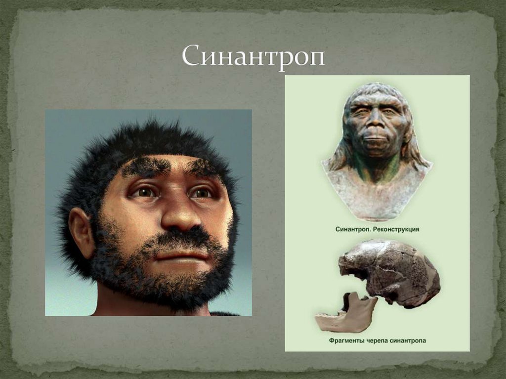 Синантроп внешний облик. Реконструкция черепа неандертальца. Пекинский человек синантроп. Синантроп реконструкция.