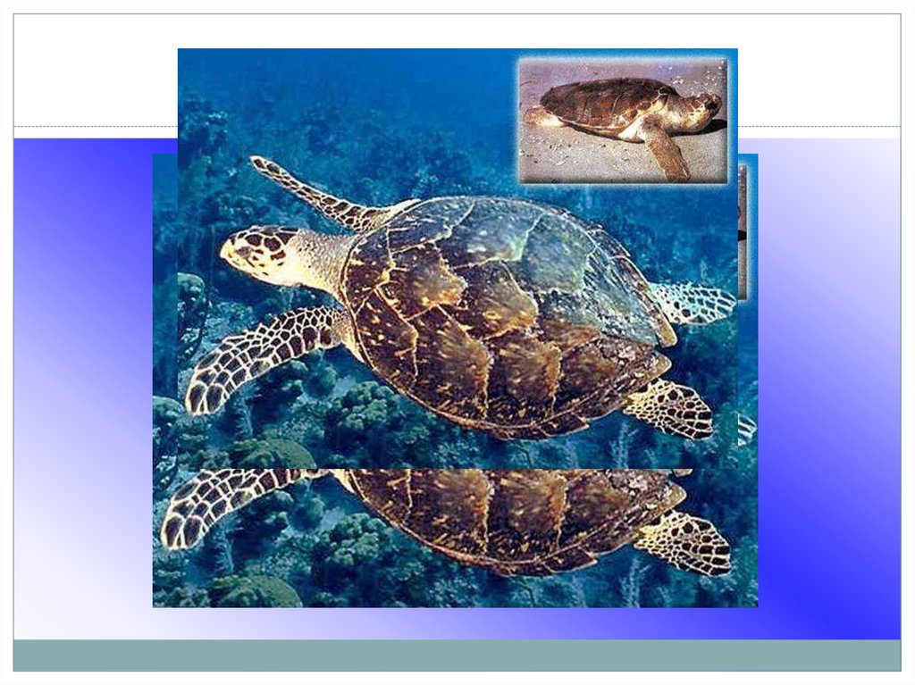 Черепаха приспособленность. Водная среда обитания. Животные водной среды. Обитатели водной среды слайды. Водная среда обитатели и их приспособления черепаха.