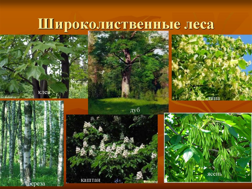Растения растущие в широколиственных лесах