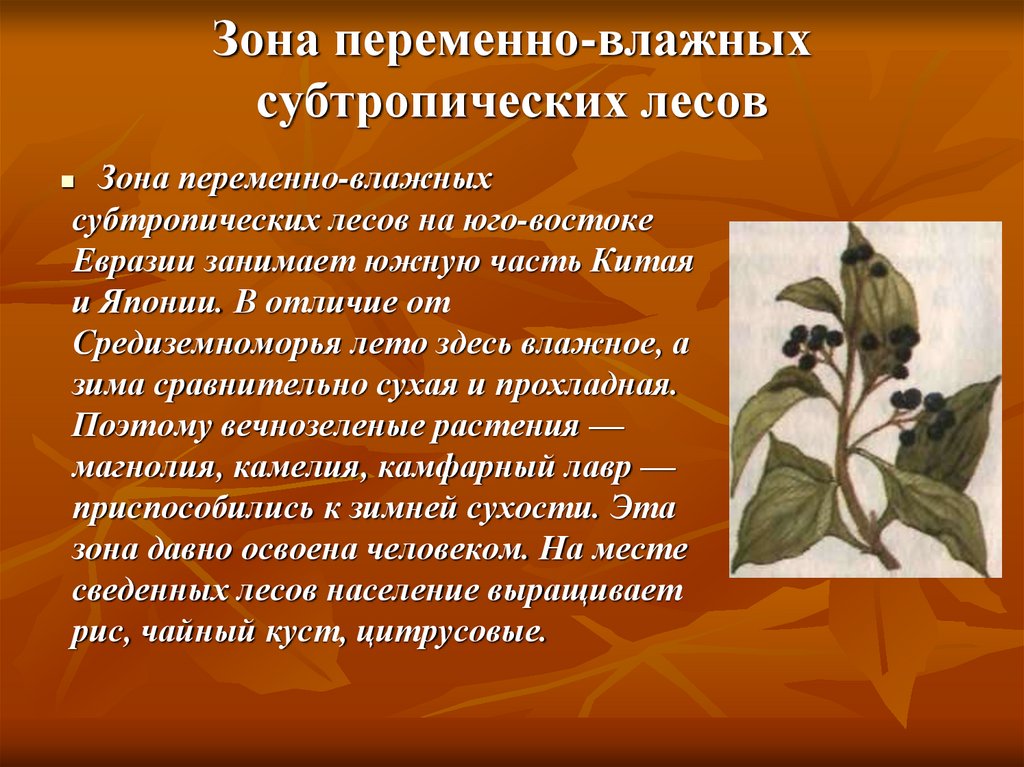 Растения характерные для субтропических лесов. Зона переменно влажных субтропических лесов. Зона переменно влажных лесов Евразии. Зона переменно влажных субтропических лесов Евразии. Климат переменно влажных лесов в Евразии.