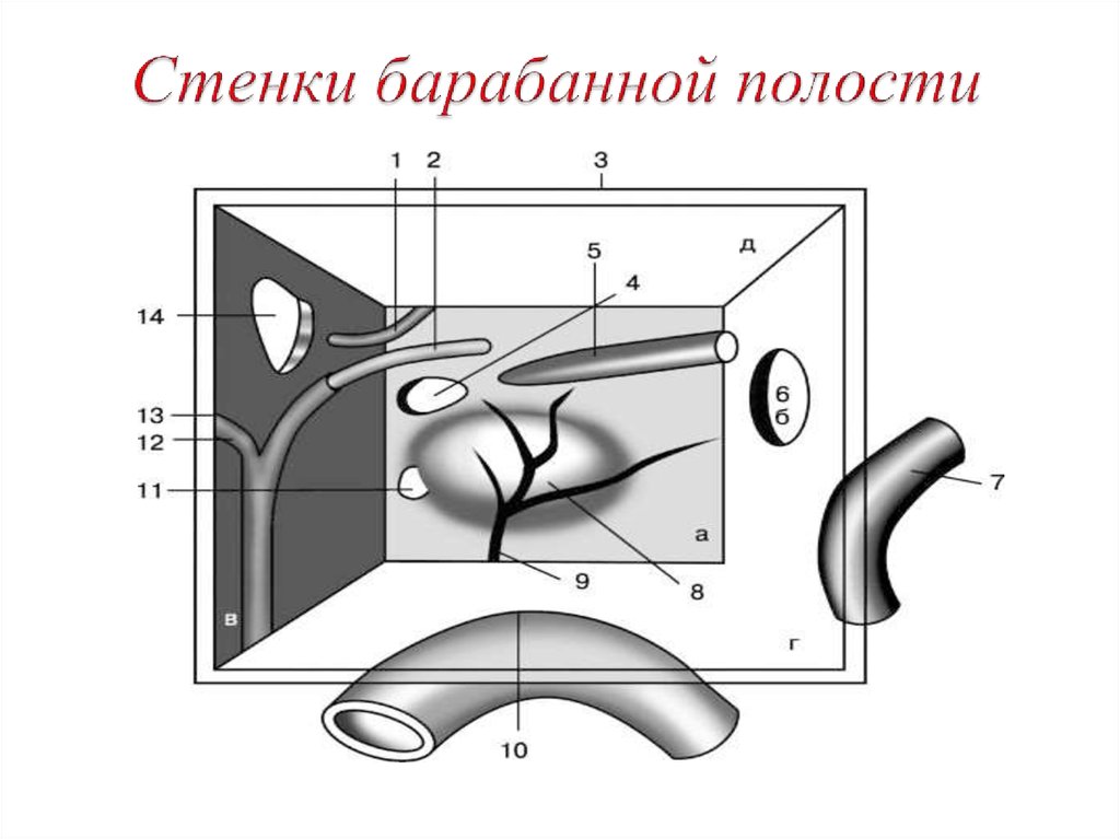 Барабанная полость. Барабанная полость среднего уха верхняя стенка. Медиальная лабиринтная стенка барабанной полости. Покрышечная стенка барабанной полости. Стенки барабанной полости анатомия лабиринтная.