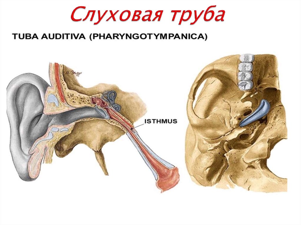 Слуховой тубоотит. Слуховая (евстахиева) труба (Tuba auditiva). Евстахиева трубаанатосмия. Евстахиева (слуховая) труба анатомия. Строение уха евстахиева труба.