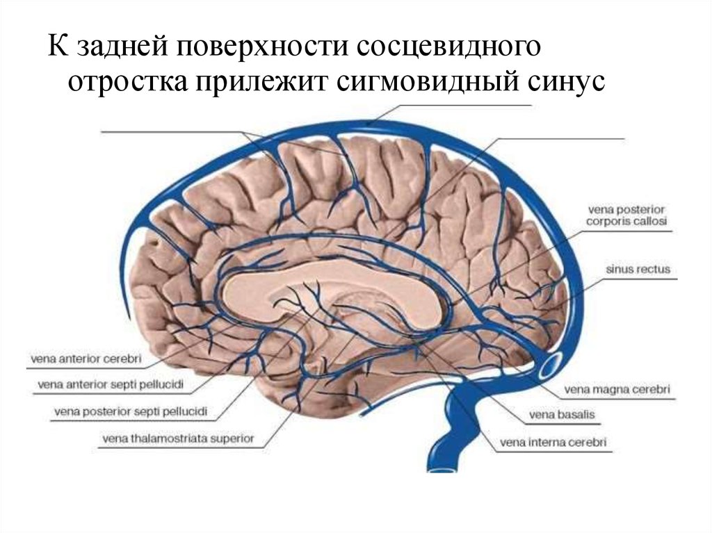 Вена галена. Вена Галена головного мозга. Большая Вена мозга Вена Галена. Анатомия вены Галена. Вена Розенталя анатомия.