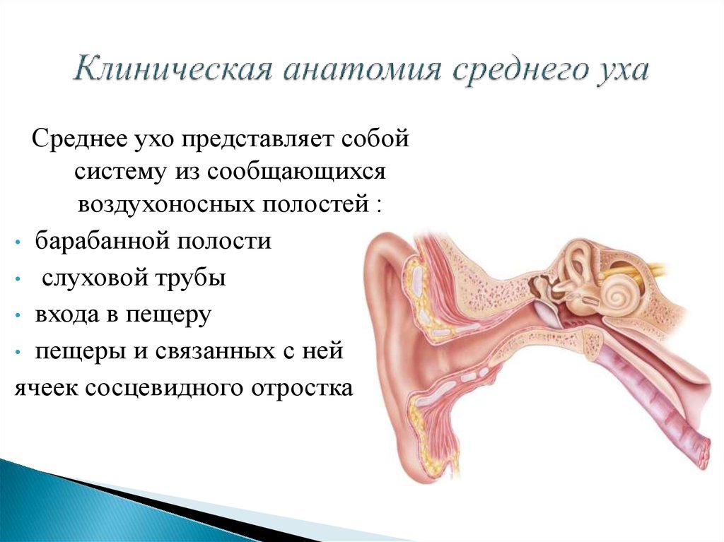 Внутреннее ухо кратко. Строение наружного уха клиническая анатомия. Клинич анатомия внутреннего уха. Анатомия среднего уха ЛОР кратко. Топографическая анатомия уха кратко.