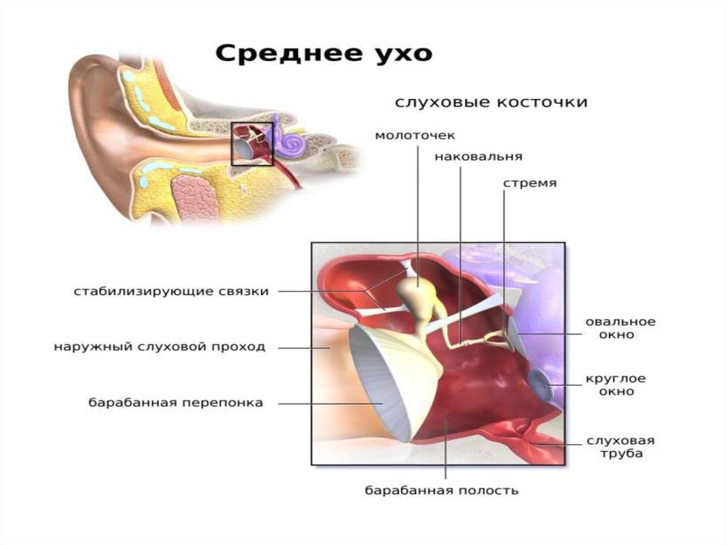 Какую функцию выполняют слуховые косточки