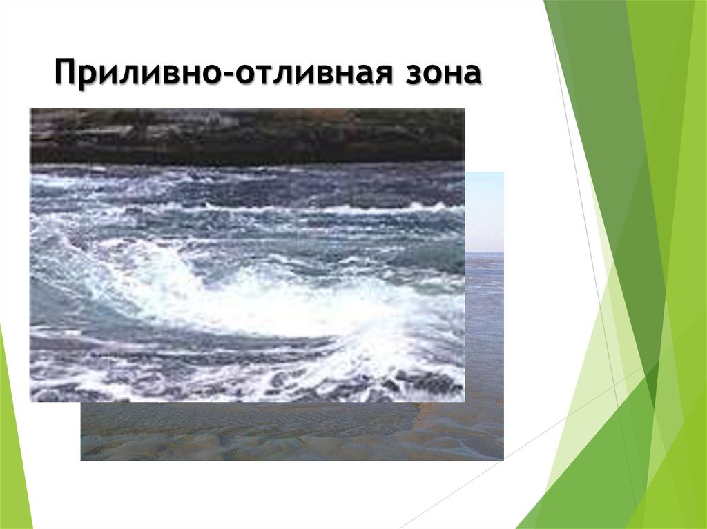 Что обуславливает приливно отливную деятельность морей. Приливно-отливная зона. Биоритмы приливно отливные. Приливно-отливные ритмы. Приливно-отливные.