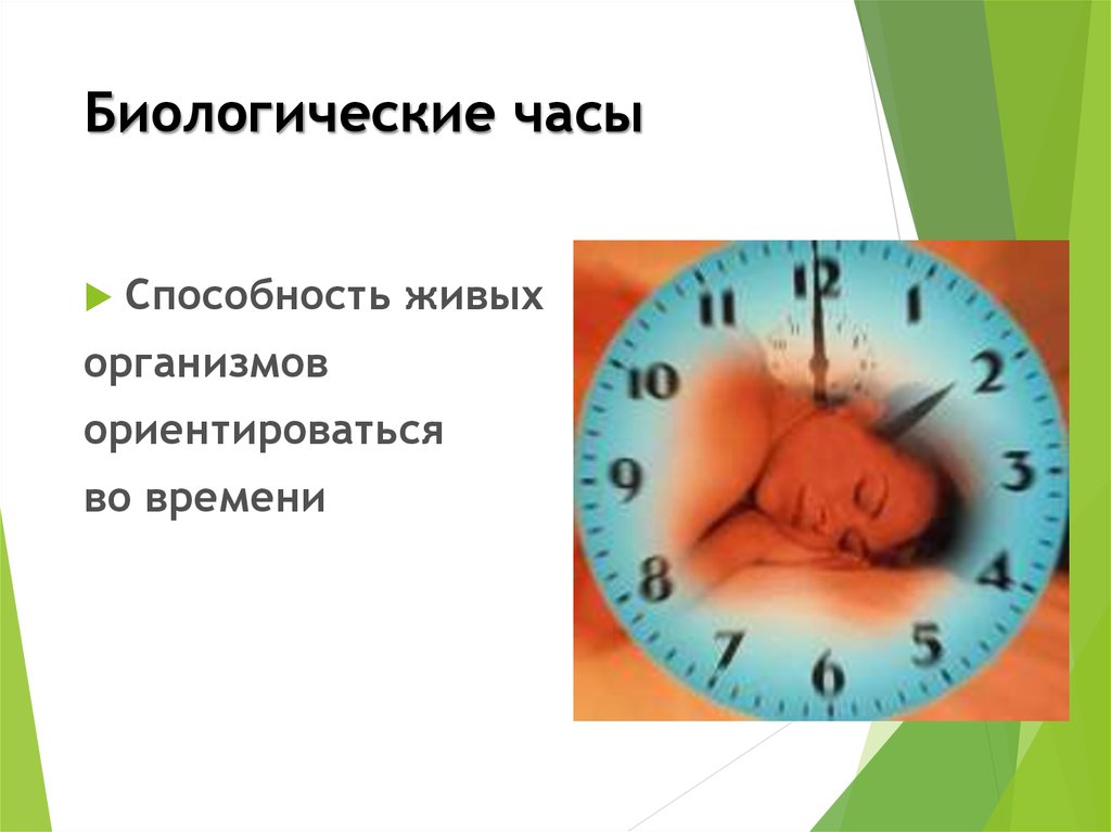 Биологические ритмы дня. Биологические часы. Биоритмы человека. Биоритмы живых организмов. Биологические часы человека.