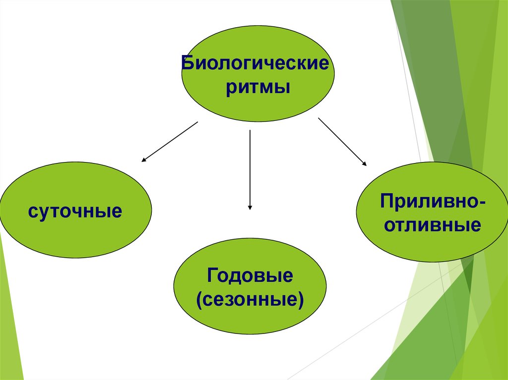 Биологические изменения. Биологические ритмы суточные годовые приливно отливные. Биоритмы приливно отливные. Адаптивные биологические ритмы. Приспособительные ритмы жизни экология.