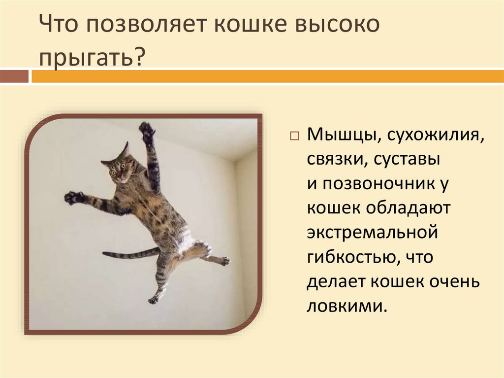 Кошачья квадробика. Кошка прыгает. Высота кошки. Кот прыгает в высоту. Кошка прыгает высоко.