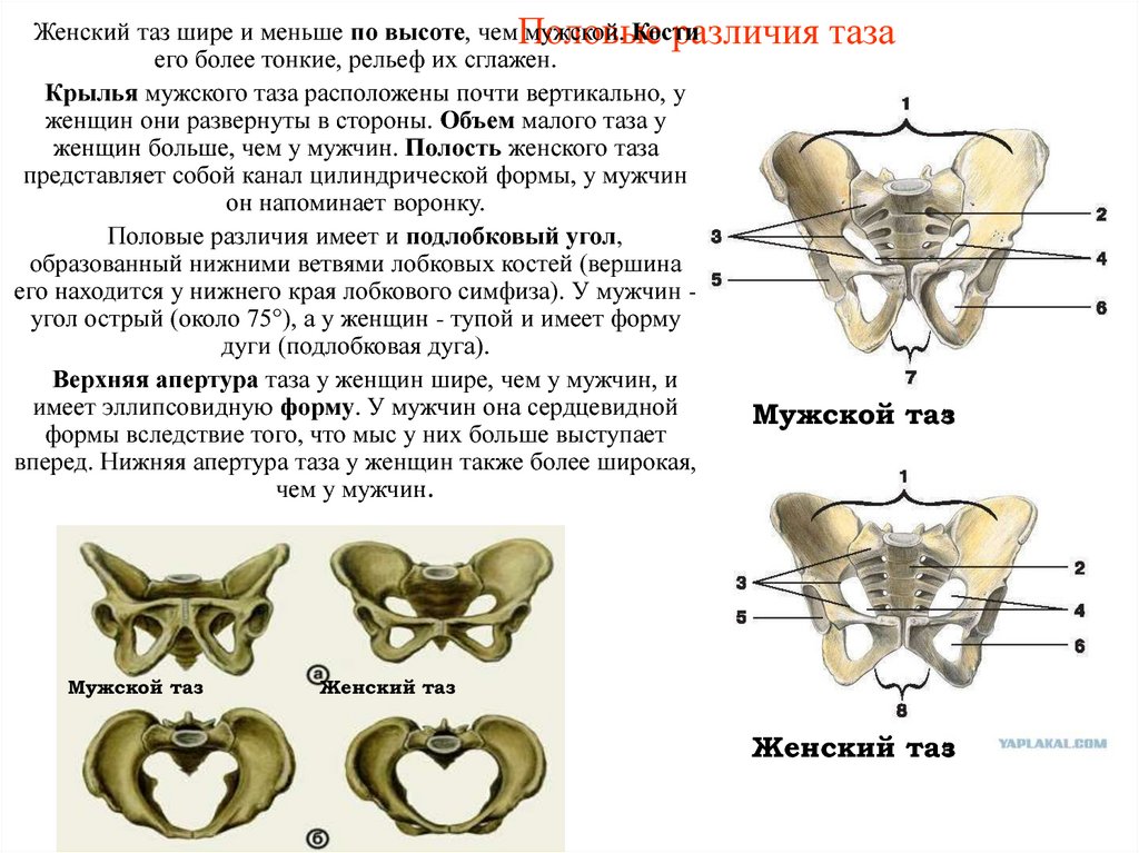 Соединение лобковых костей. Тазовые кости большой и малый таз. Половые и возрастные различия таза. Малый таз анатомия строение. Отличие мужского и женского таза анатомия.