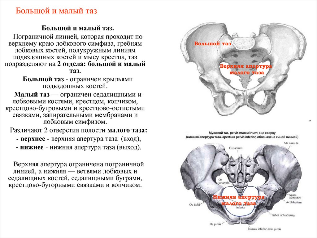 Лобковая область мужчины. Большой и малый таз граница анатомия. Кости образующие большой и малый таз. Пограничная линия таза анатомия. Большой таз и малый таз анатомия.