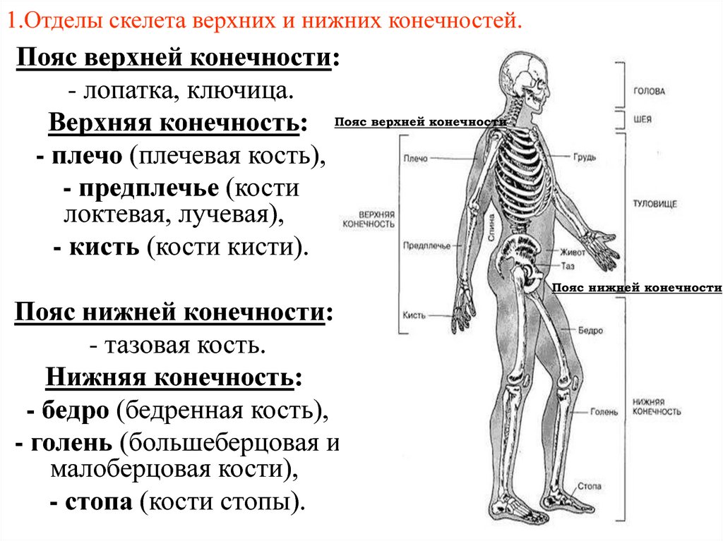 Отделы скелета пояса верхних конечностей. Отдел скелета строение функция. Основные отделы скелета человека характеристика. Отделы скелета туловища и характеристика. Отделы скелета нижней конечности человека таблица.