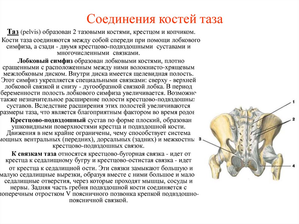 Кости таза строение соединение. Лобковый симфиз соединение костей. Строение крестцово-подвздошного сустава. Соединение костей таза и нижней конечности. Крестцово копчиковый сустав Тип сустава.