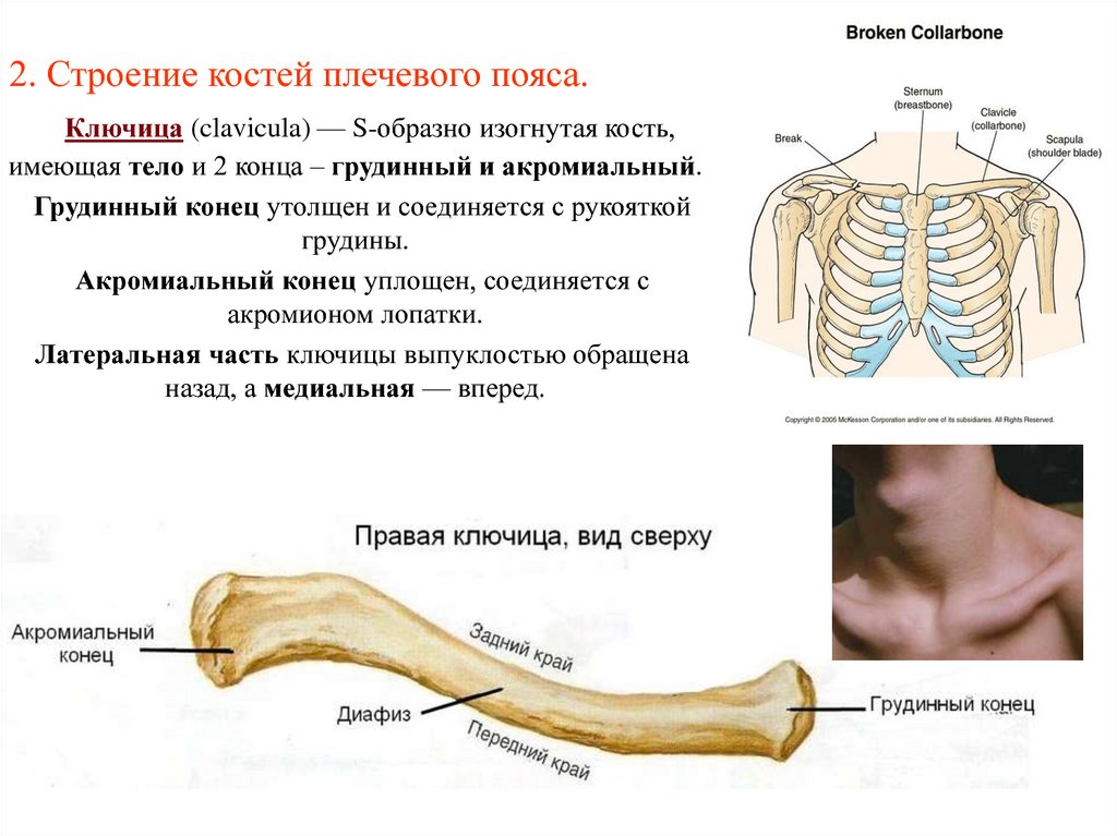 Передний верхний край. Кости плечевого пояса строение. Анатомическое строение ключицы. Кости ключицы анатомия. Где находится грудинный конец ключицы.