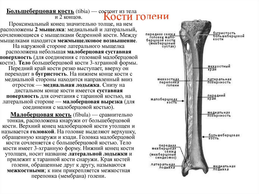 Кости голени соединения. Мыщелки большеберцовой кости анатомия. Большая берцовая кость анатомия. Кости голени сбоку. Кости голени анатомия строение.