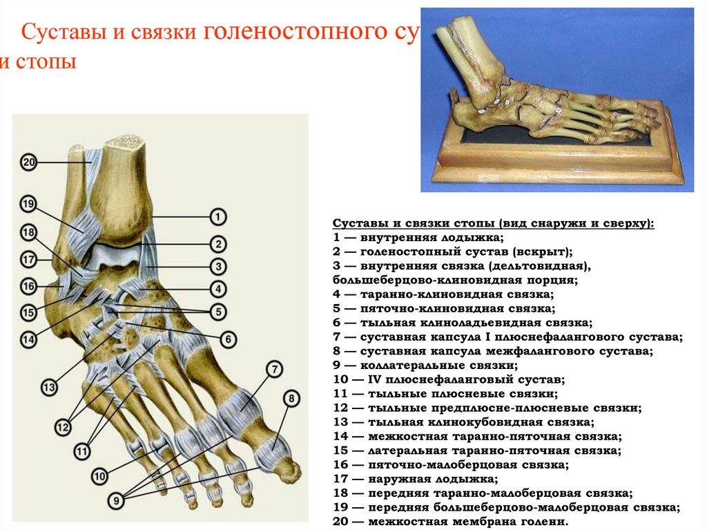 Фото стопы кости суставы. Голеностопный сустав анатомия строение связки. Голеностопный сустав сухожилия анатомия строение. Гольностопсустав анатомия строение. Голеностопный сустав. Строение костей, образующих сустав..
