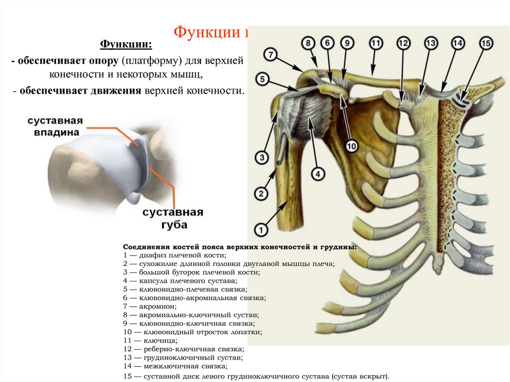 Соединения костей плечевого пояса. Функции костей плечевого пояса. Соединения пояса верхней конечности анатомия. Суставы плечевого пояса и верхней конечности. Соединение костей плечевого пояса плечевой сустав.
