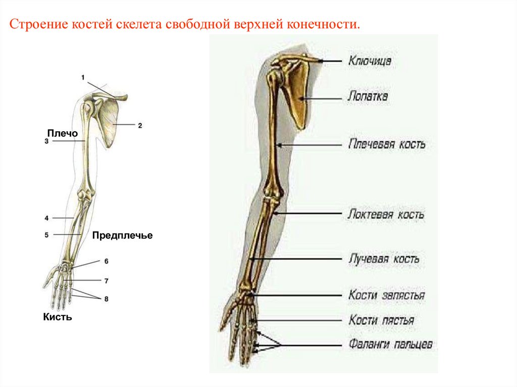 Скелет конечностей включает. Кости свободной верхней конечности анатомия. Строение скелета верхней конечности анатомия. Строение скелета верхней конечности (отделы и кости). Строение скелета свободной верхней конечности.