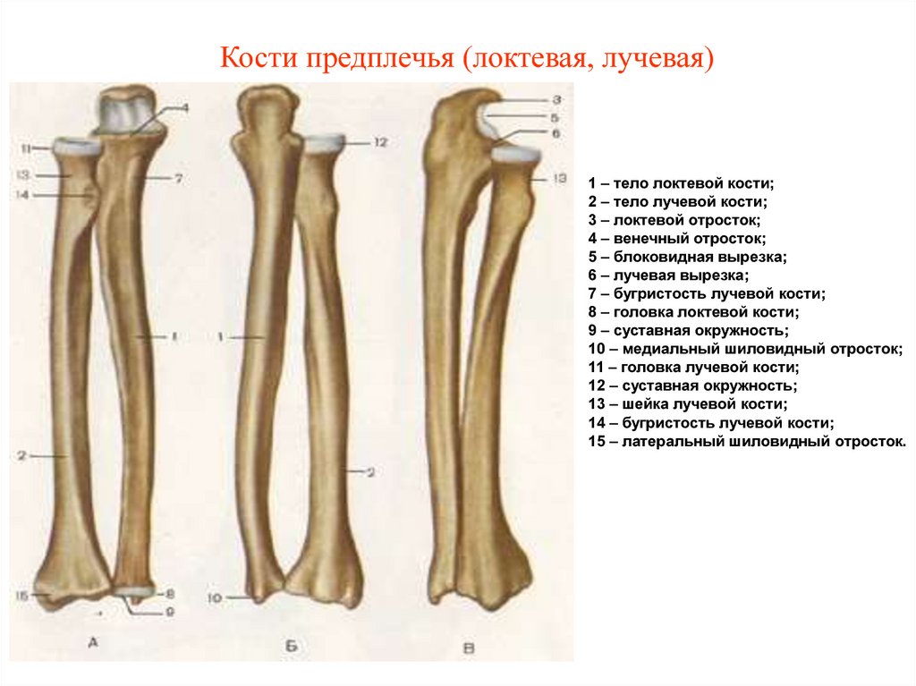 Соединения локтевой кости. Локтевая кость строение анатомия. Лучевая кость кость анатомия. Локтевая и лучевая кость собаки. Костный эпифиз лучевой кости.