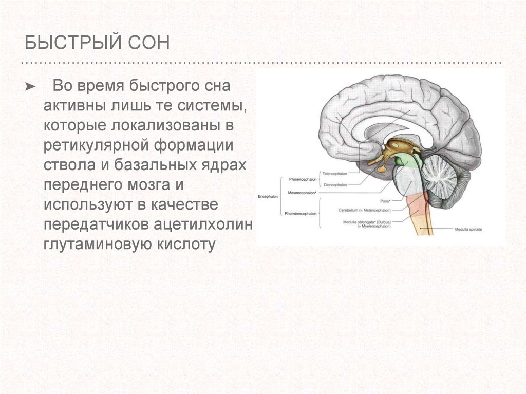 Презентация сон и бодрствование 8 класс пасечник