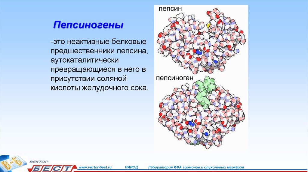 Пепсиноген белок