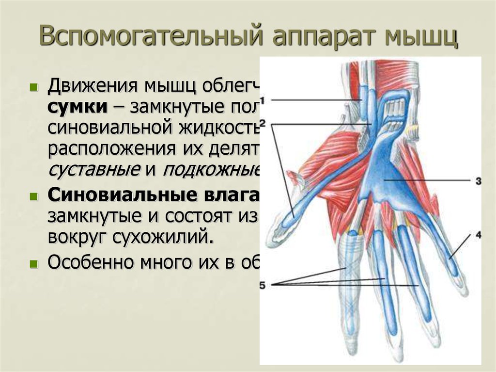 Вспомогательные мышцы. Вспомогательный аппарат скелетных мышц. Элементы вспомогательного аппарата мышц. Вспомогательные аппараты мышц: синовиальные влагалища и сумки. Вспомогательный аппарат мышц функции синовиальные сумки.